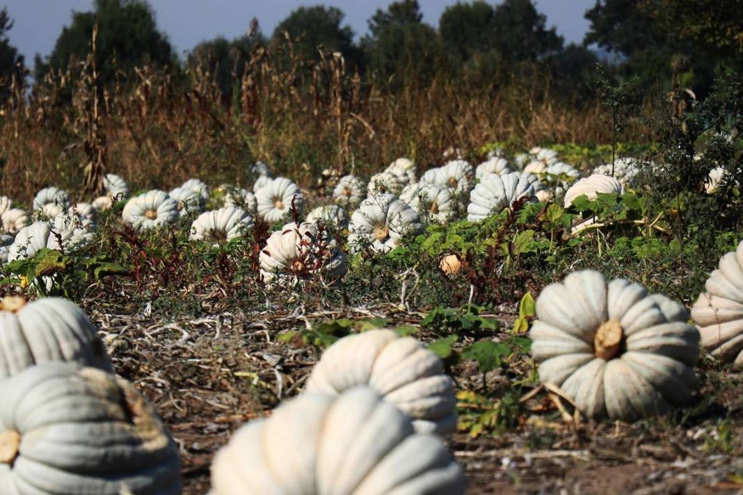 O ilimizde yetişiyor: Almanlar ve İtalyanlar kapış kapış alıyor! Çorba, lokum, marmelat, reçel yapılıyor 2